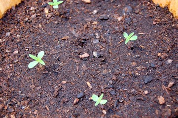 jeunes pousses cannabis