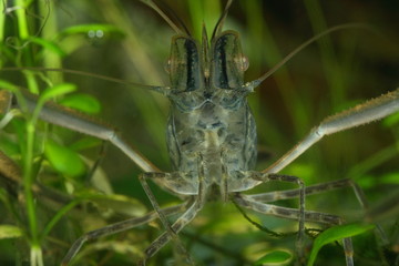 freshwater shrimp
