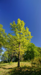 Fototapeta na wymiar tree in springtime and blue sky