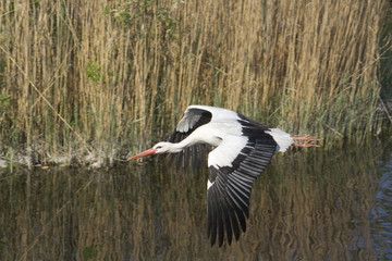 oiseaux 163