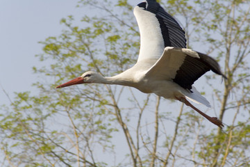 Cigogne en vol.