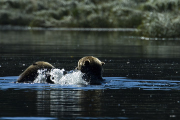 Naklejka premium grizzlies playing in the water