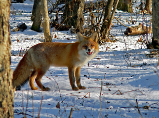 Fototapeta premium red fox 20