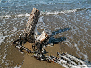 Fototapeta na wymiar stump and surf 2