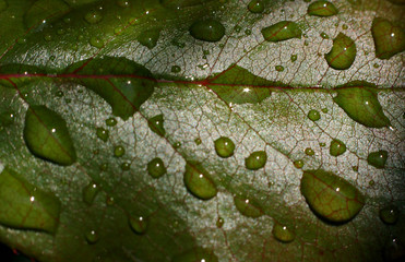 feuille et gouttes