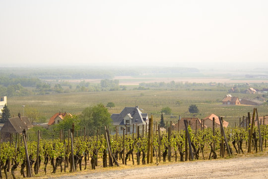 vignes 64