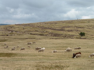 Fototapeta na wymiar troupeau de moutons en lozère