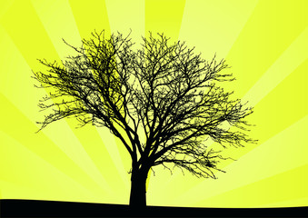 sunrise vector tree