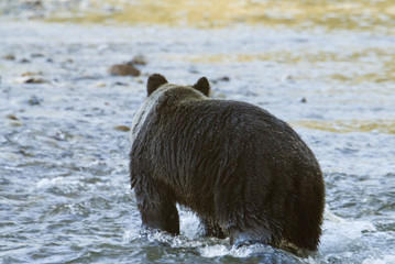 grizzly standing in the river