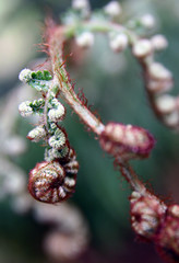 new nature beginning