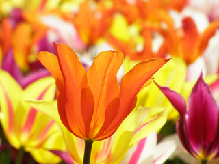 beaucoup de tulipes