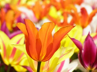 Crédence de cuisine en verre imprimé Macro beaucoup de tulipes