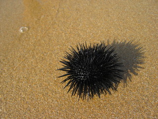 ''sea urchin 2''