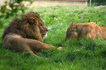 lion et lionne