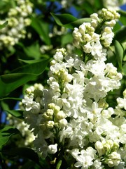 white lilac blooming