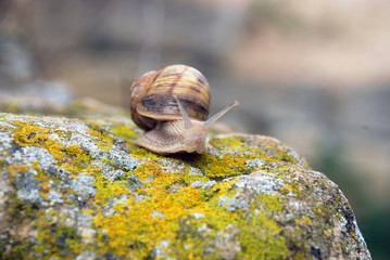 snail