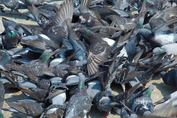 group of pigeons on st. marcus square in venice