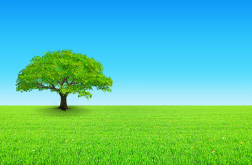 arbre sur prairie et ciel bleu