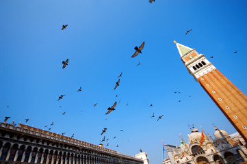 Fototapeta na wymiar flying pigeons on st. marcus square in venice