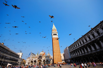 flying pigeons on st. marcus square in venice
