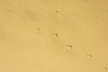 Fototapeta na wymiar traps on the sand