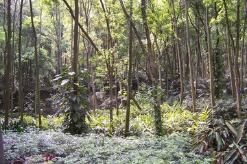 chinese forest