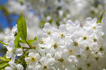 blossomed tree