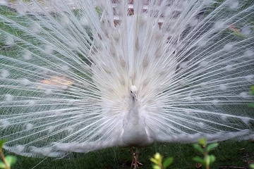 Photo sur Plexiglas Paon albino peacock