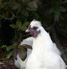 chicken