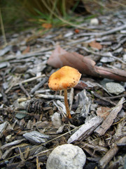 mushroom