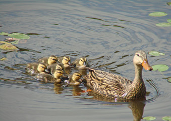 swimming with mama