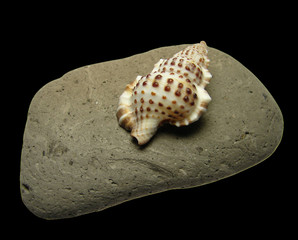 conch on a cobble stone