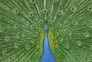 Store enrouleur tamisant sans perçage Paon peacock