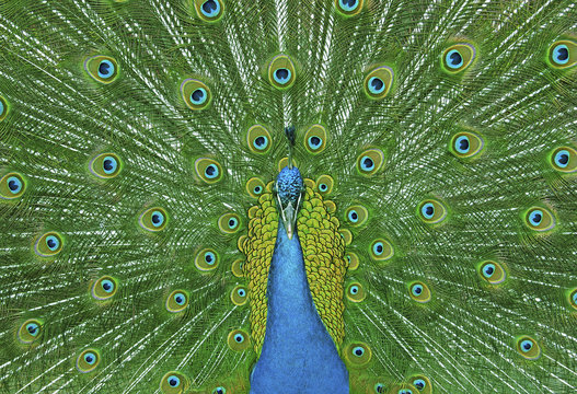 Fototapeta peacock