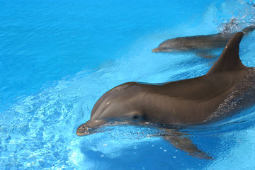 Obraz premium dolphin duo