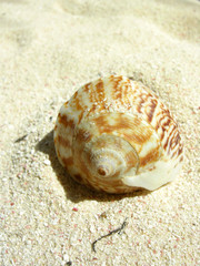 beach shell