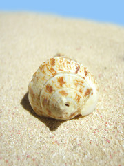 beach shell