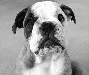 puppy