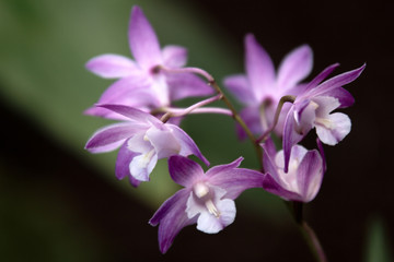 dendrobium kingianum, orchidee