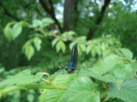dragon fly