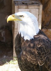 aguila real ibérica