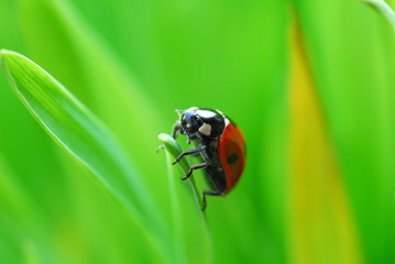 ladybug