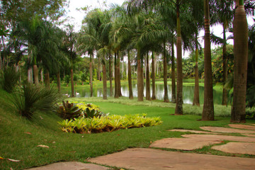 palms by a lake