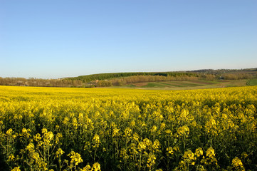 Obraz premium yellow oil rape field