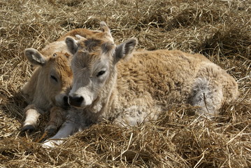 Fototapeta premium animals