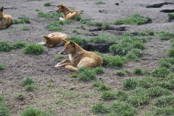 dingo