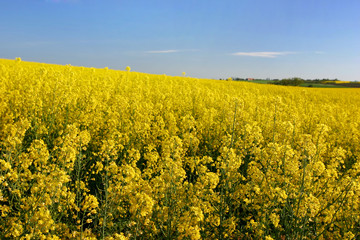 Obraz premium rapeseed on a beautiful summerday