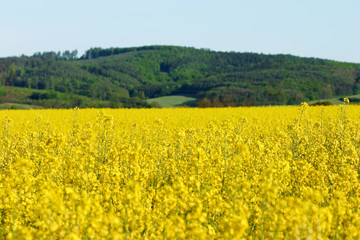Obraz premium rapeseed on a beautiful summerday