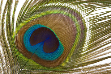 Obraz premium peacock feather