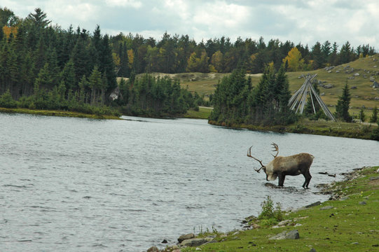 caribou buvant